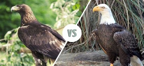 bald eagle vs bald eagle